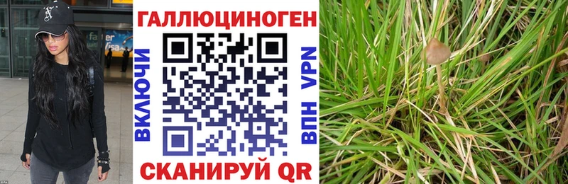 OMG вход  Калтан  Галлюциногенные грибы Cubensis 
